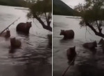 Рыбак не поделил водоём с медвежьим семейством в Иркутской области - видео
