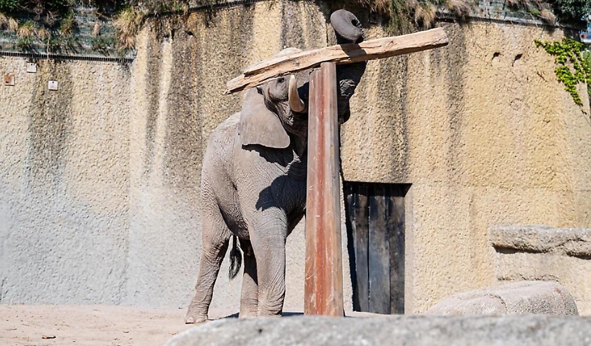 Слон, уравновешивающий на столбе брёвна, поразил интернет пользователей