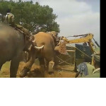 Спасатели загнали буйного слона в кузов, используя экскаватор и его приручённого соплеменника ▶