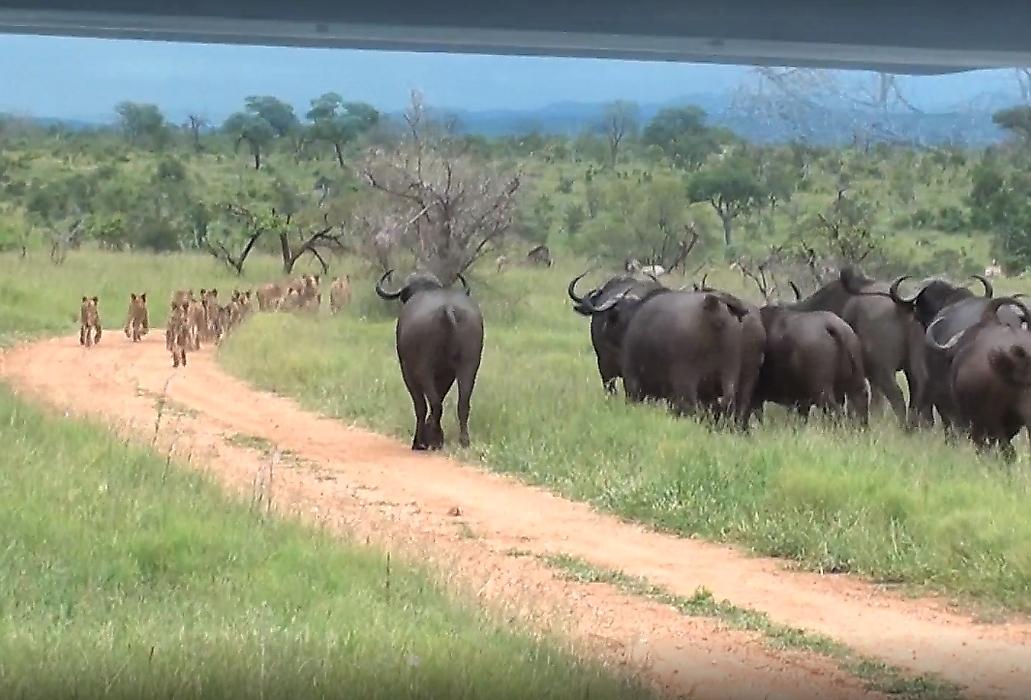 Стадо буйволов прогнало встретившийся на пути львиный прайд в Африке