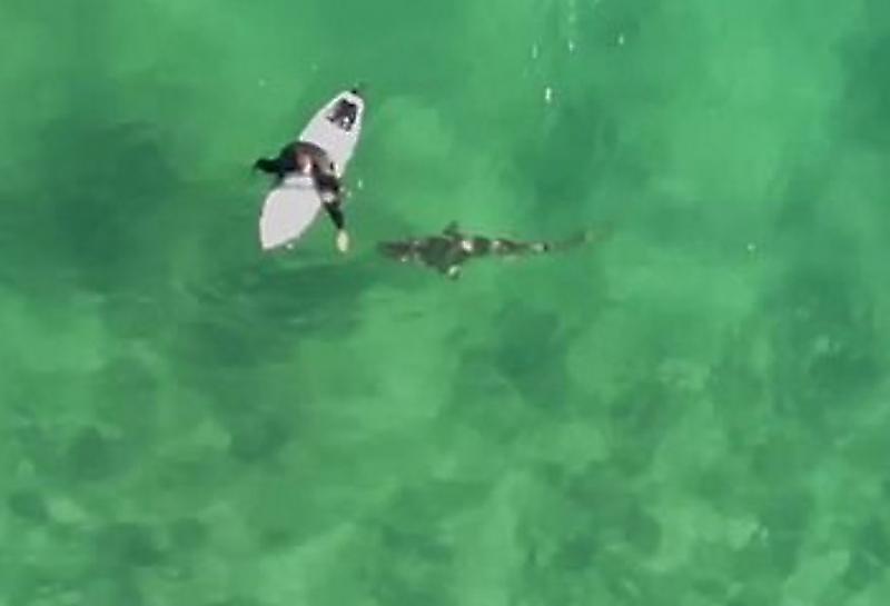 Беспечный сёрфер в самый последний момент убрал ногу и спасся от подплывшей акулы ▶