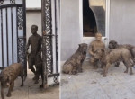 Хозяин трёх псов во время совместной прогулки принял незапланированные грязевые ванны ▶