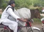 Пакистанец прокатил свою бурёнку на мопеде ▶