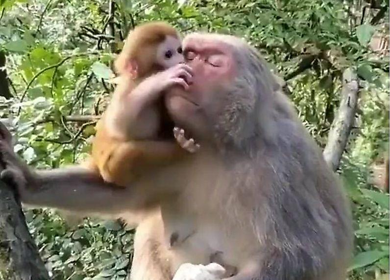 Сцена нежности в обезьяньем семействе растрогала интернет ▶
