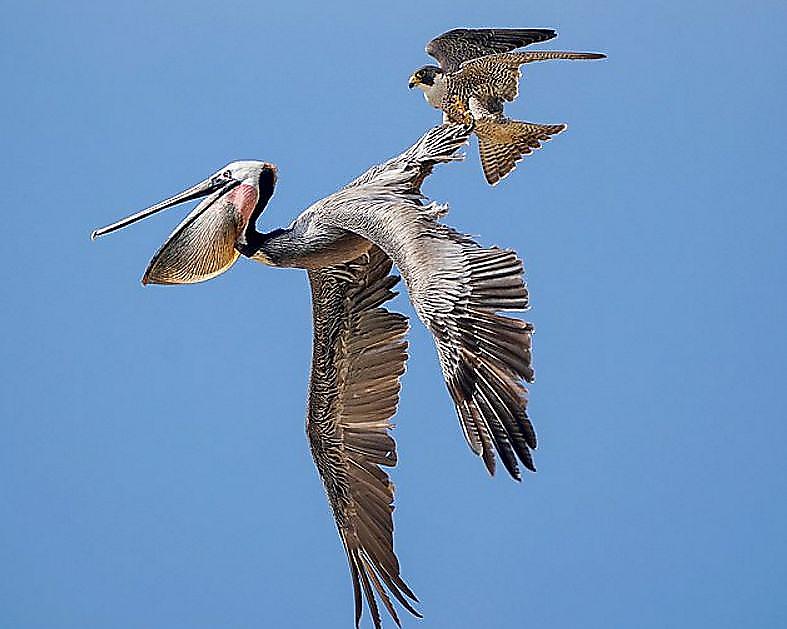 Сокол, защищая гнездо, атаковал двух пеликанов, пролетающих мимо