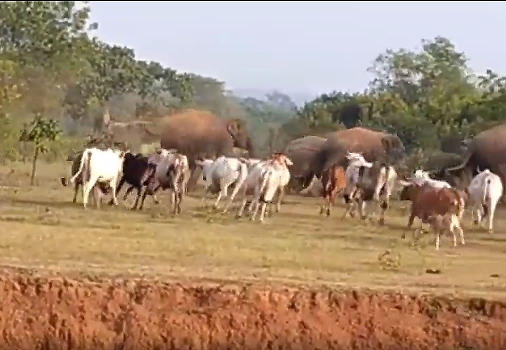 Стадо коров распугало встреченных на пути слонов в Индии - видео