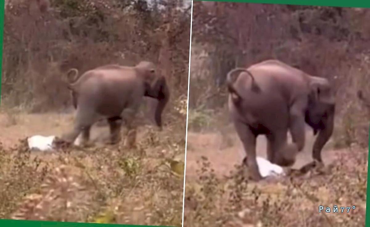 Турист чудом пережил атаку разъярённого слона ▶️ Турист чудом пережил атаку разъярённого слона ▶️