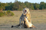 Турист подсмотрел за львом, ухаживающим за своей пассией в Кении 4