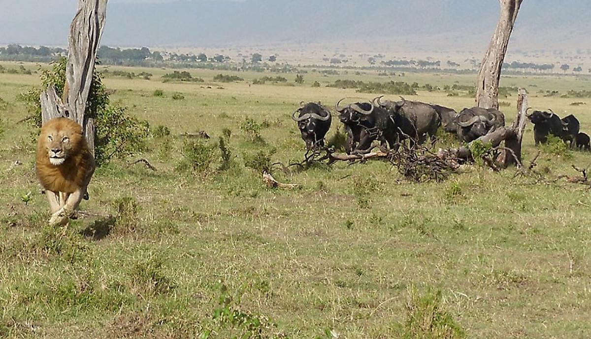 Туристы стали свидетелями погони льва за буйволами