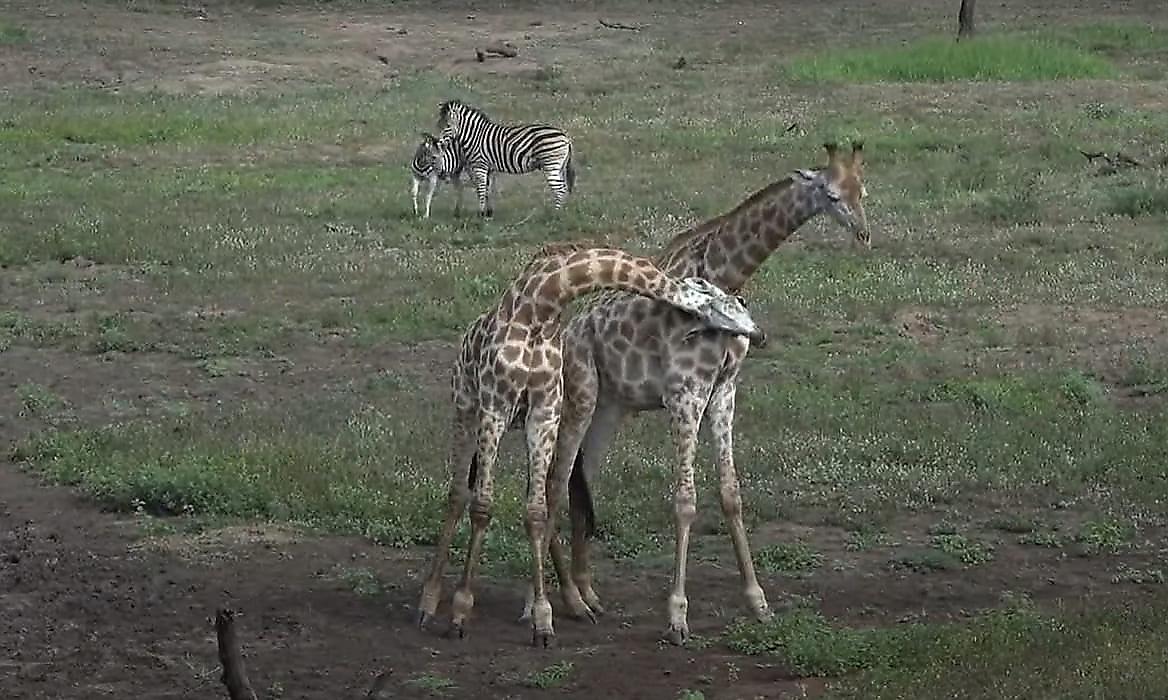 Жирафы и зебры устроили синхронные потасовки на глазах у туриста в ЮАР