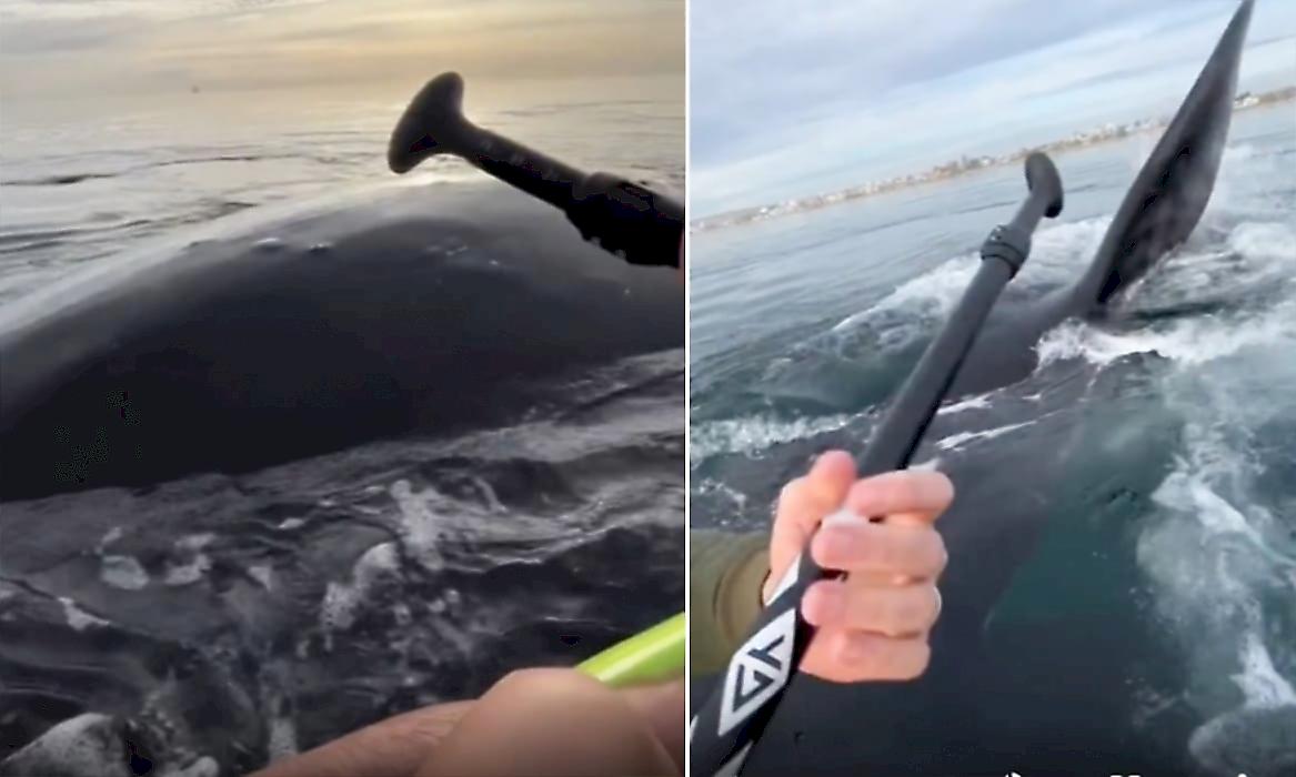 Напряжённый момент: три кита окружили лодку с гребцами у побережья Аргентины