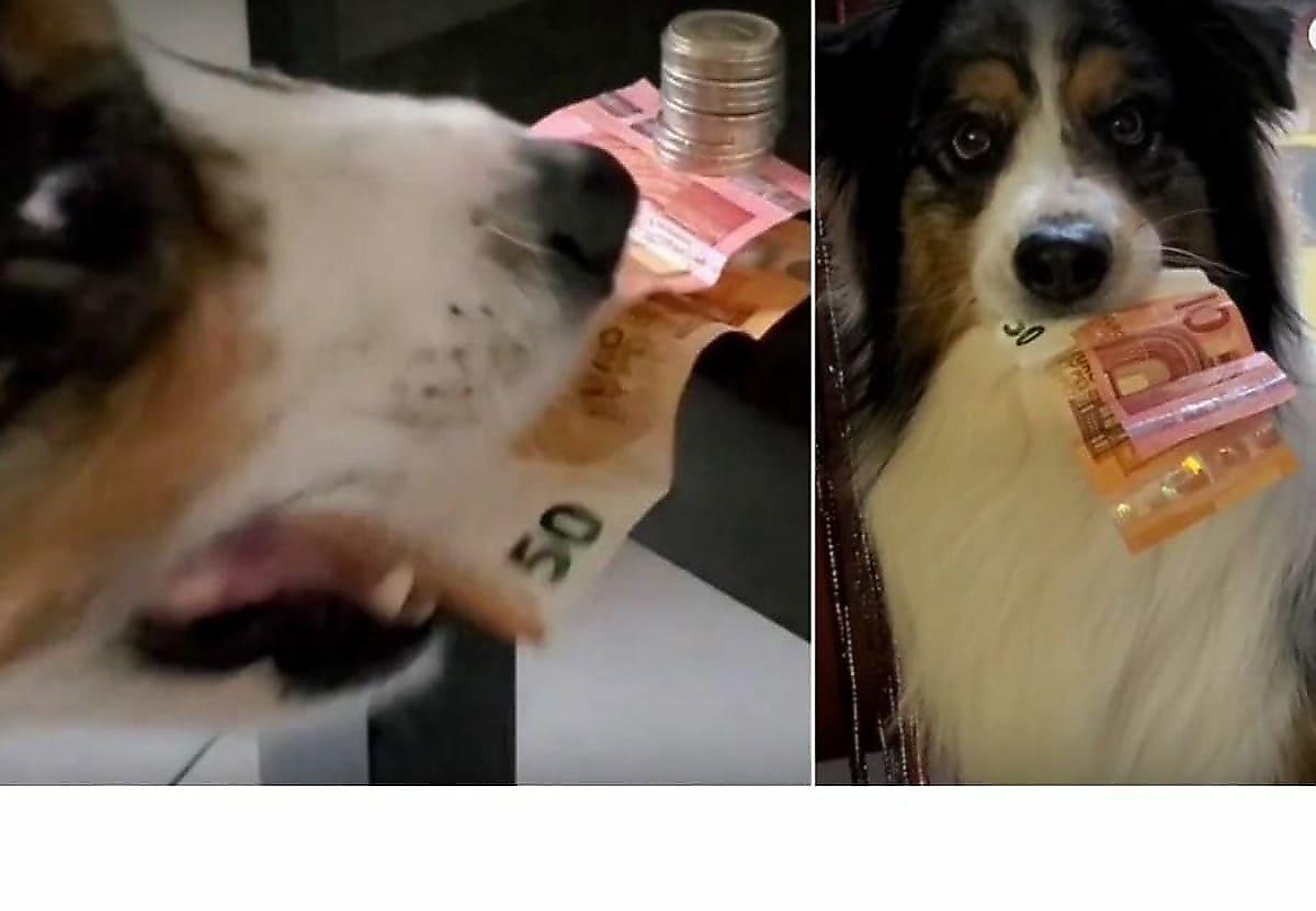 Пёс приноровился таскать банкноты, выдёргивая их из-под монет