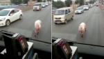 Свинья - фотомодель перекрыла движение транспорта в Китае (Видео)