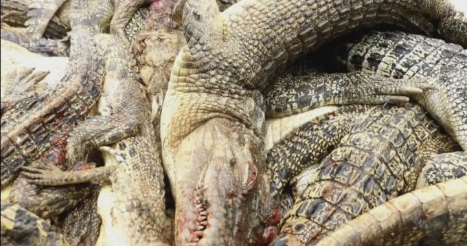 Жители индонезийской деревни убили сотни крокодилов, в отместку за смерть земляка (Видео)