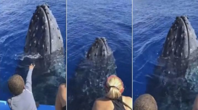 Горбатый кит поприветствовал туристов у Гавайских островов (Видео)