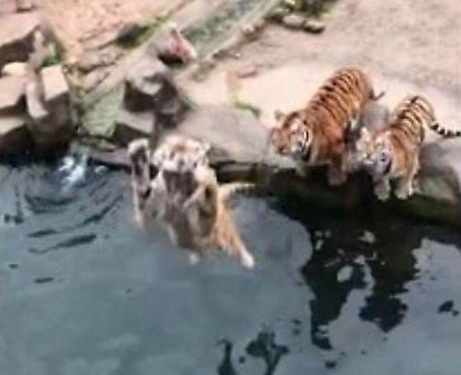 Игру в «верёвочку» с подвешенным мясом, устроили для тигров в зоопарке ▶