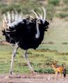 Конфликт голодного шакала со страусом привлёк внимание швейцарского фотографа 1