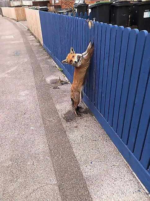 Лисица оказалась в плену при попытке перепрыгнуть через забор в Британии