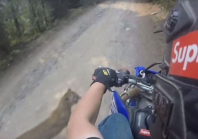 Пума чуть не угодила под колёса мотоцикла в Орегоне ▶