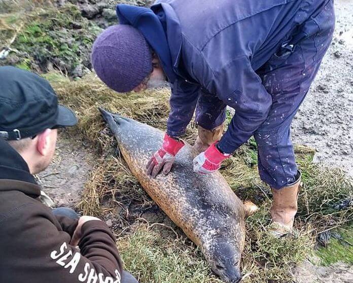 Рыбаки застрелили двух беременных самок-тюленей, посчитав их своими конкурентами