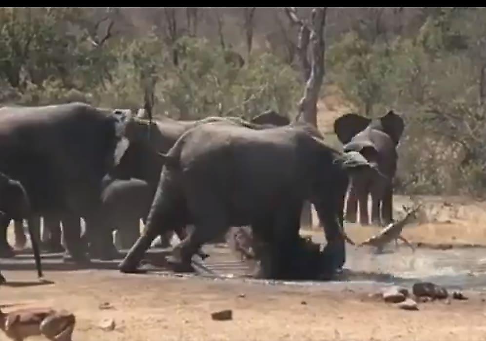 Слоны, защищая детёнышей, случайно помогли антилопе выбраться из трясины
