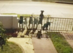 Собачья свора, устроившая погоню за котом, собралась возле забора и попала на видео в Аргентине