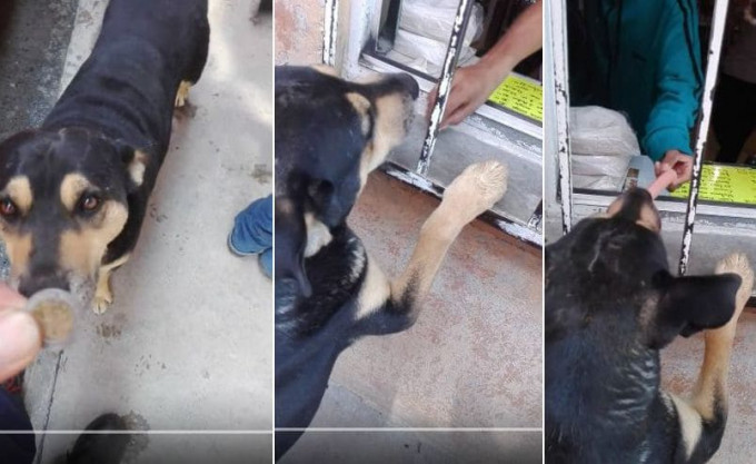 Собака приучилась клянчить деньги на сосиски в Мексике (Видео)