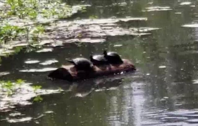 Три черепахи устроили аттракцион на бревне, в американском пруду (Видео)