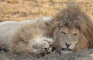 Турист сделал семейную фотографию львиного прайда в африканском парке 2
