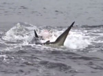 Жестокое нападение акулы на детёныша морского льва попало на видео на Галапагоссах