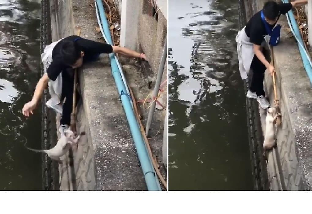 Бездомный кот не дался в руки и свалился в реку во время операции спасения