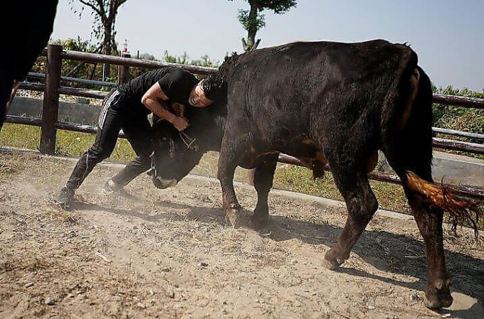 Китайские кунгфуисты оттачивают своё мастерство, борясь с быками (Видео)