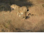 Львица приютила осиротевшего детёныша леопарда в индийском заповеднике