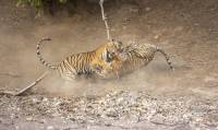 Молодая тигрица напала на взрослого тигра в индийском заповеднике (Видео) 4