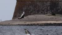 Момент противостояния дельфина и морской свиньи, запечатлели фотографы у побережья Шотландии