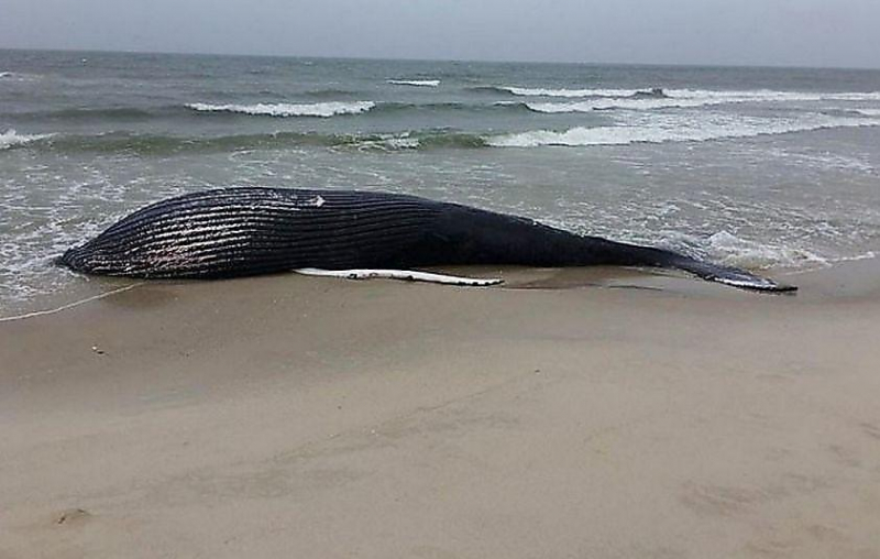 12-метровую тушу самки кита вымыло у берегов США ▶