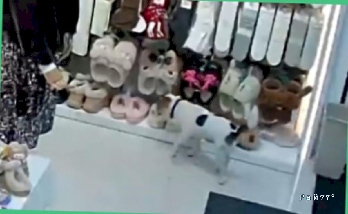 Четвероногий воришка повадился красть обувь из магазина