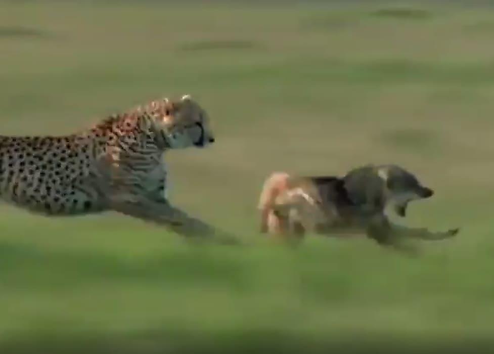 Гепарды, догнавшие пса, не стали связываться с лютым зверем - видео