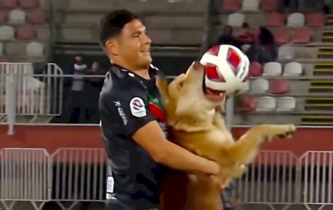Игривый пёс прервал футбольный матч в Чили и рассмешил Сеть
