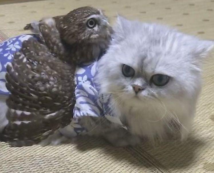 Кошка и сова стали друзьями в японской квартире ▶