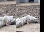 Посетитель китайского зоопарка снял голодающего тигра, лижущего почву в своём вольере ▶