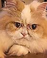 Злой кот: в сети появилась замена знаменитой сердитой кошки ▶ 6