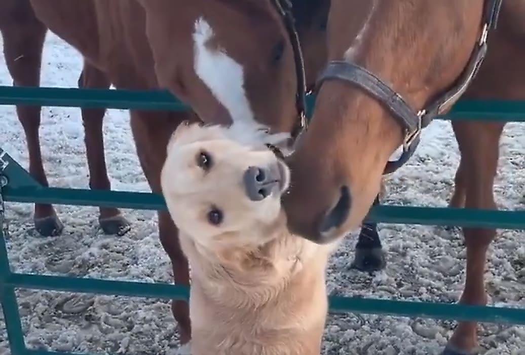 Золотистый ретривер пользуется вниманием у лошадей на ферме своего хозяина