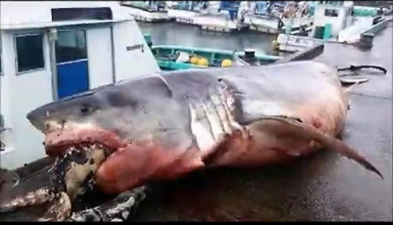 Акула, подавившаяся черепахой, попала в сети рыбаков у берегов Японии