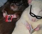Читающие женские журналы крысы, были замечены в Новой Зеландии (Видео)
