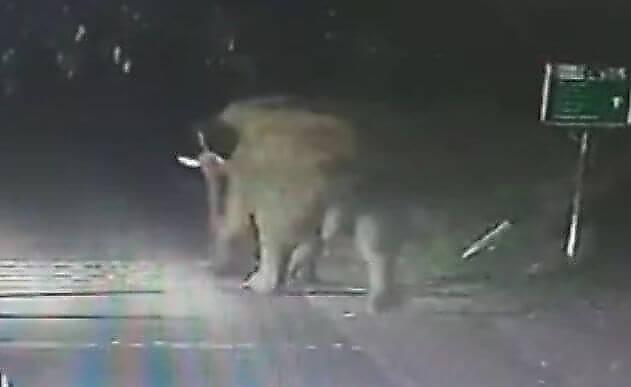 Дикий слон поверг в бегство полицейских в Индии (Видео)