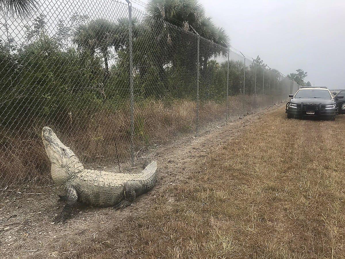 Изгородь преградила дорогу громадному аллигатору во Флориде