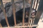 Китаянка два года принимала редкого чёрного медведя за тибетского мастифа (Видео) 4