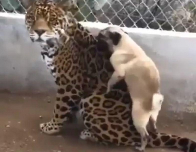 Пёс-маньяк использовал ягуара в качестве замены соплеменницы ▶