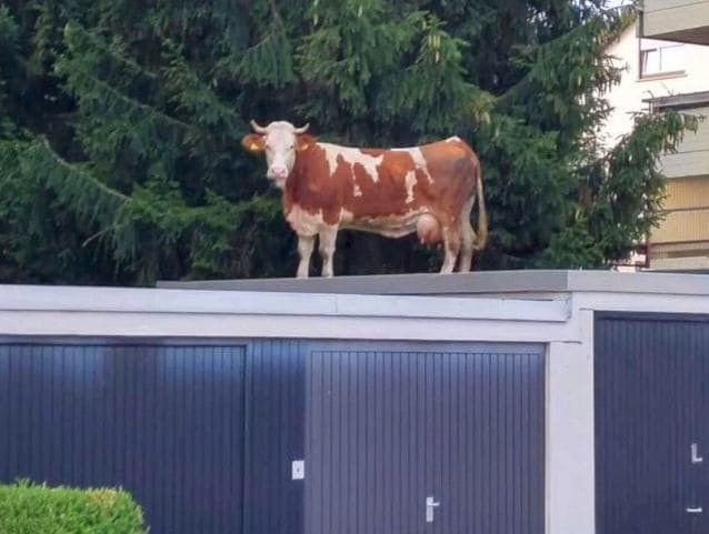 Сбежавшую с фермы корову, обнаружили на крыше гаража в Германии (Видео)